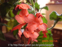 Salvia oppositiflora