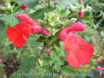 Salvia microphylla Nancy