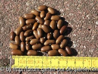 Buschbohne Mooreskraft