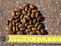 Buschbohne Mooreskraft
