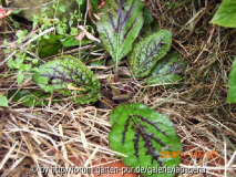 Salvia lyrata