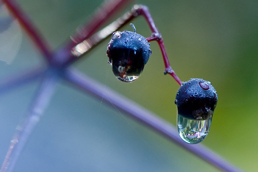 Tropfen auf Black-Beauty-Beere