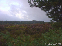 Töps Heide