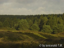 Heide1