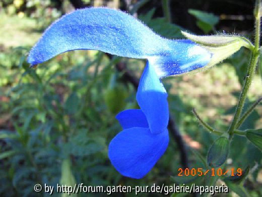 Salvia patens