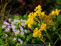Solidago ohioensis