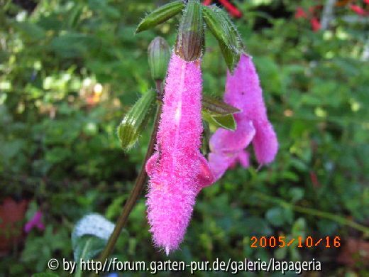Salvia buchananii