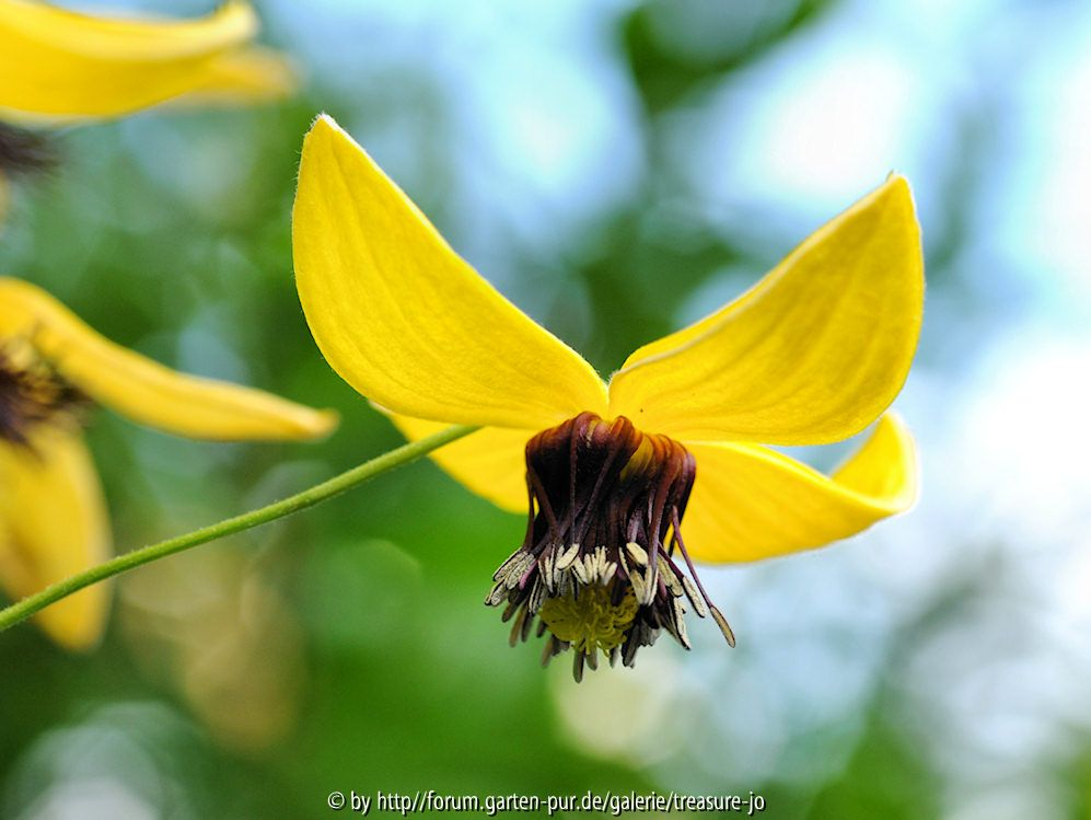 Clematis 1