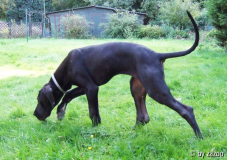 Nikita sucht
