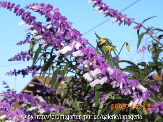 Salvia leucantha