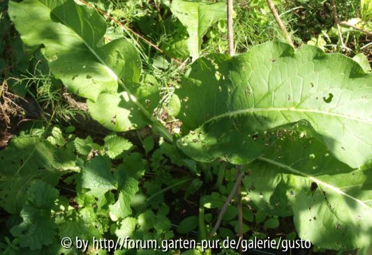 unbekannt 1