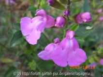 Salvia microphylla Trewithen