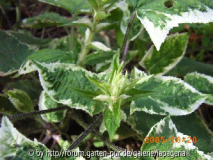 Salvia nipponica Fuji Snow