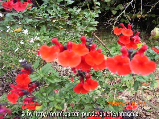 Salvia microphylla Royal Bumble