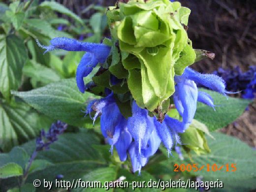 Salvia atrocyanea