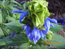 Salvia atrocyanea