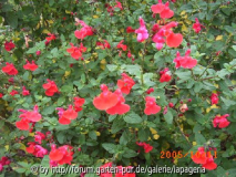 Salvia microphylla var. grahamii