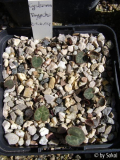 Cyclamen graecum.JPG