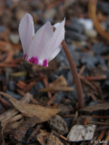 Cyclamen cyprium.JPG