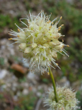 Allium Sneznik.JPG