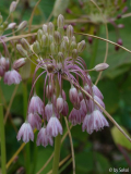 Allium Nin.JPG
