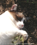 sissi katzenminze