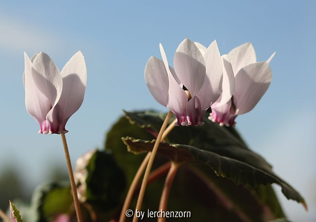 vmtl. Algerisches Alpenveilchen (Cyclamen cf. africanum)