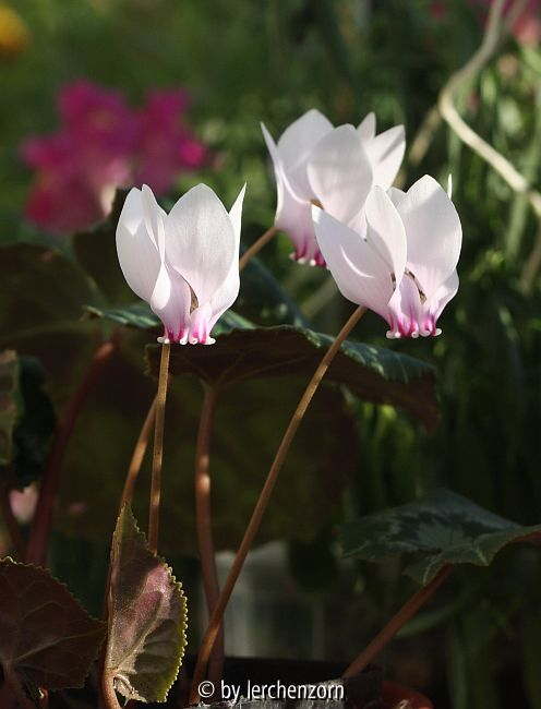 vmtl. Algerisches Alpenveilchen (Cyclamen cf. africanum)