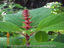 Salvia confertifolia