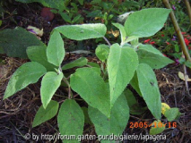 Salvia karwinski