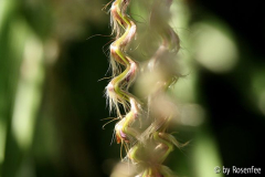 Miscanthus