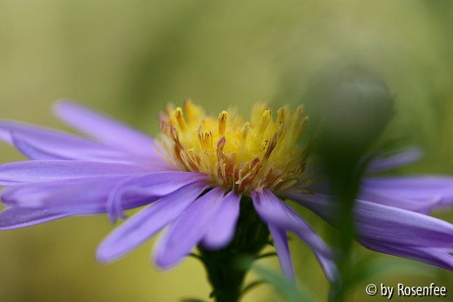 Aster