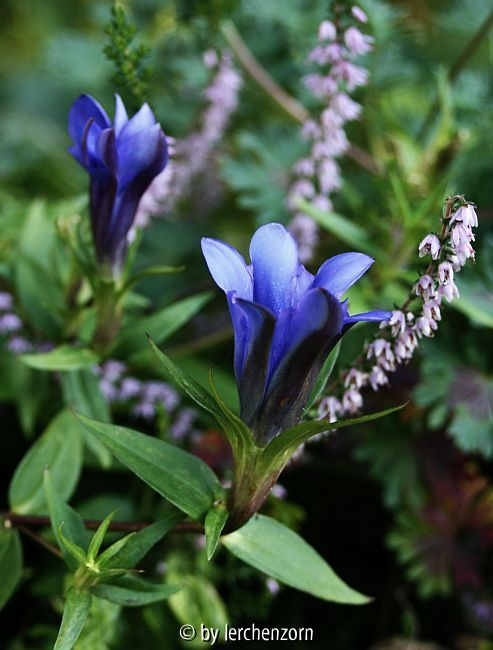 Japanischer Herbst-Enzian (Gentiana scabra ?var. buergeri?)