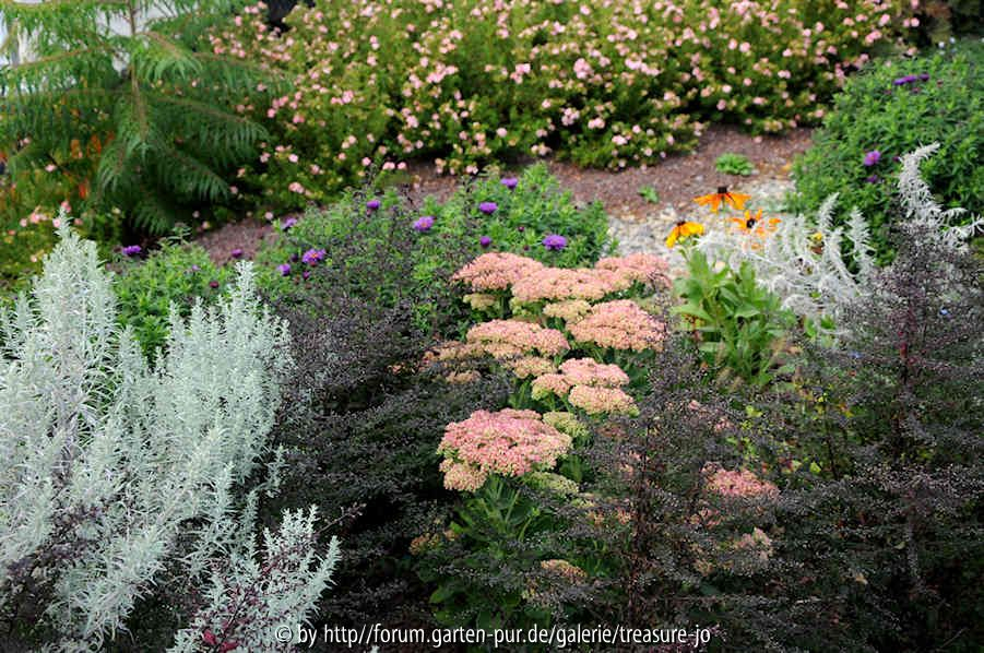 Aster lat. Prince