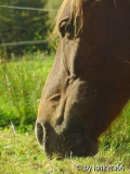 Genießer