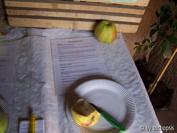 Finkenwerder Prinzenapfel
