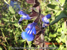 Salvia sinaloensis