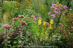 Sedum Aster Kniphofia