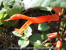 Salvia regla