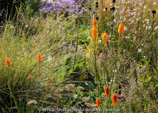 Kniphofia triangularis