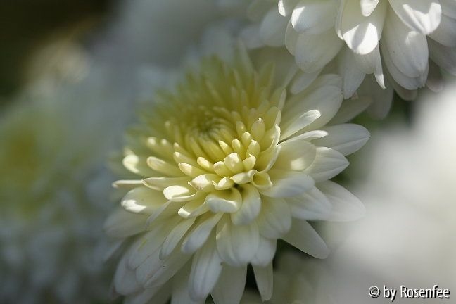 Chrysanthemenaster