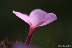 Phloxblüte