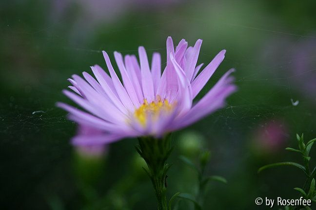 Aster 23.9.