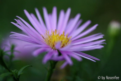 Aster2 23.9.