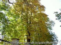 kastanie1_241005.jpg