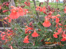 Salvia greggii Saumon