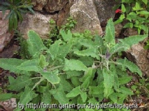 S.spathaceae