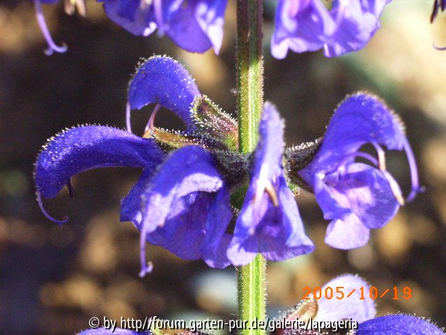 Salvia pratensis