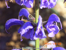 Salvia pratensis
