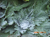 Salvia aethiopis